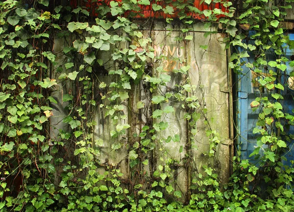 Mur abandonné avec feuilles vertes — Photo