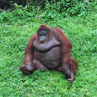 Yeşil çimenlerin üzerinde büyük maymun