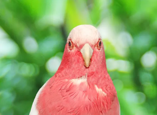 Pink parrot in the jungle — Stock Photo, Image