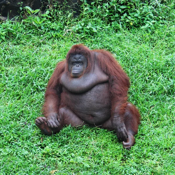 Duża małpa na zielonej trawie — Zdjęcie stockowe