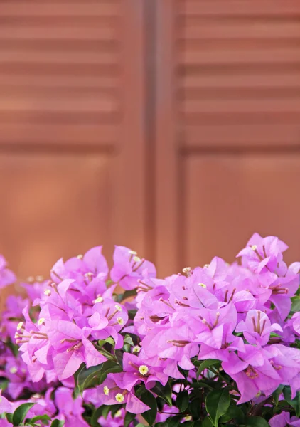 ช่อดอกไม้สีชมพู บูเกนวิลล่า ข้างนอก — ภาพถ่ายสต็อก