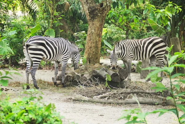 Dos cebras jóvenes comiendo comida — Foto de Stock