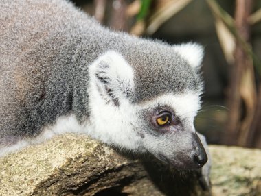 Lemurlar orman