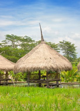 pirinç alanları saman bungalov