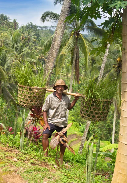 31 de diciembre de 2013, Indonesia, Bali. granjero feliz trabajando en el campo — Foto de Stock