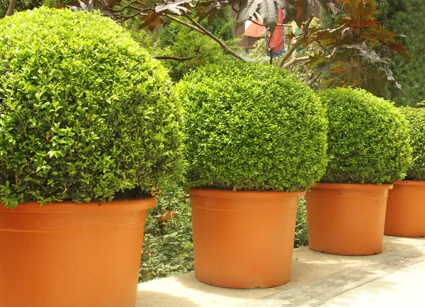 Trees in pots — Stock Photo, Image