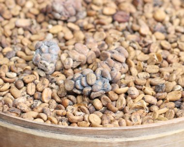 sepet içinde Luwak kahve çekirdekleri