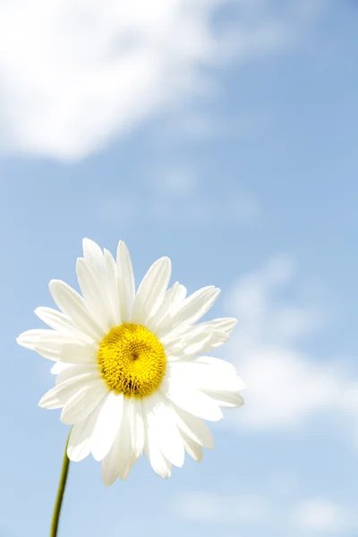 Daisy against blue sky background — Stock Photo, Image