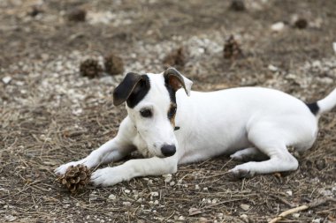 jack Russel köpek yavrusu