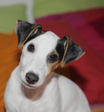 yavru Jack russel, portre