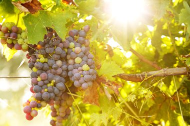 gün batımında üzüm demet
