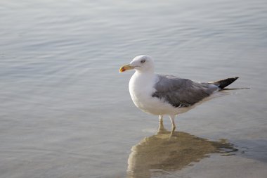Şafakta deniz kıyısında martı
