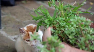 Genç kedi kaçıyor