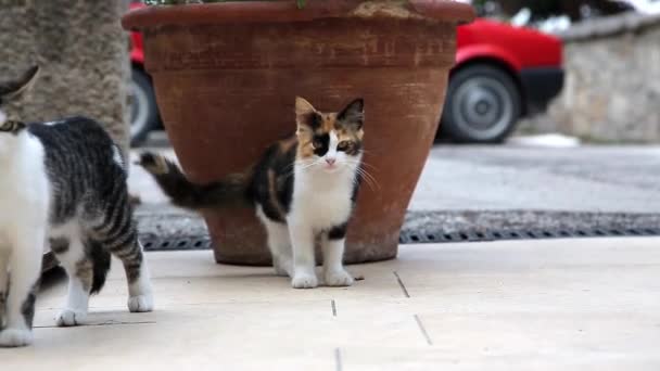 Birlikte oynayan genç yavru kedi — Stok video