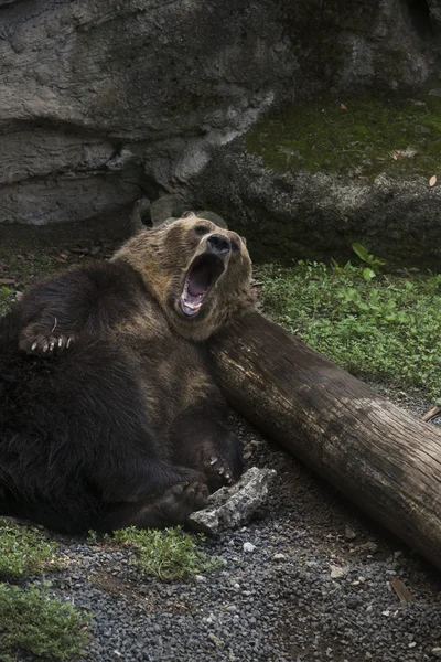 Oso cansado — Foto de Stock