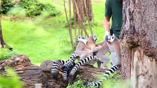 Roma, Italië - 30 augustus 2013: medewerker van 'bioparco' de speelse Maki's feed. — Stockvideo