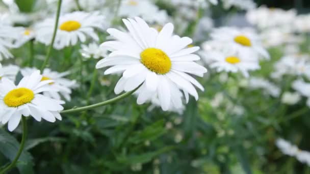 Marguerites dans le vent 