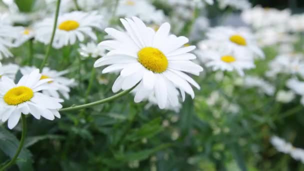 Daisies in the wind — Stock Video