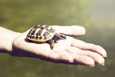 avucunun içinde küçük kaplumbağa