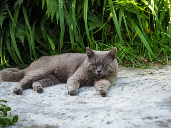 British Shorthair Kitten Village Yard Background Grass — Stock Photo, Image