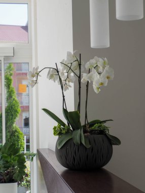 Aphrodite beyaz çiçek desenli saksı