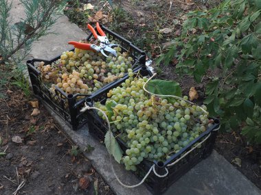 Tahıllı olgun üzümler kutularda toplanır.