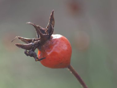 Yeşil-gri arka planda olgun gül kalçaları yakın plan