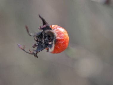 Yeşil-gri arka planda olgun gül kalçaları yakın plan