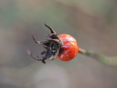 Yeşil-gri arka planda olgun gül kalçaları yakın plan