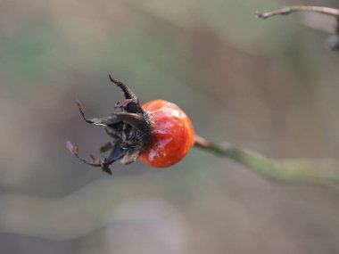 Yeşil-gri arka planda olgun gül kalçaları yakın plan