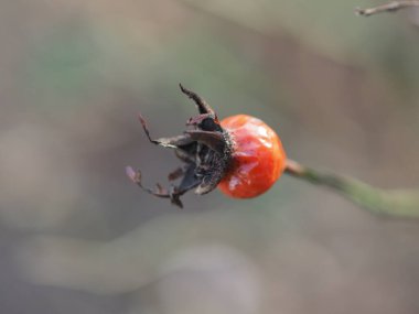 Yeşil-gri arka planda olgun gül kalçaları yakın plan