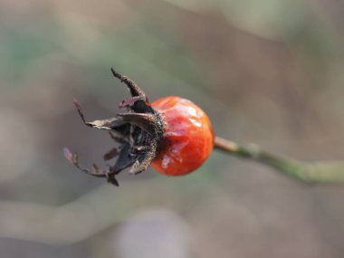 Yeşil-gri arka planda olgun gül kalçaları yakın plan