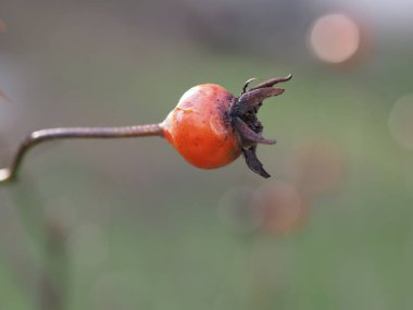 Yeşil-gri arka planda olgun gül kalçaları yakın plan
