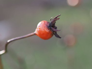 Yeşil-gri arka planda olgun gül kalçaları yakın plan