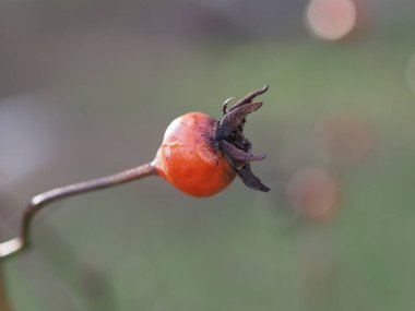 Yeşil-gri arka planda olgun gül kalçaları yakın plan