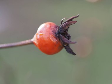 Yeşil-gri arka planda olgun gül kalçaları yakın plan