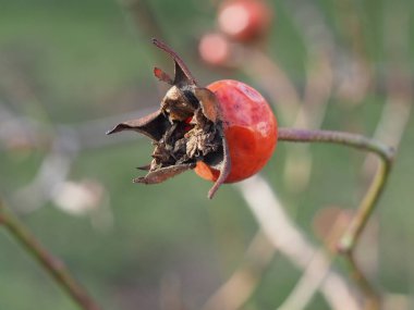 Yeşil-gri arka planda olgun gül kalçaları yakın plan