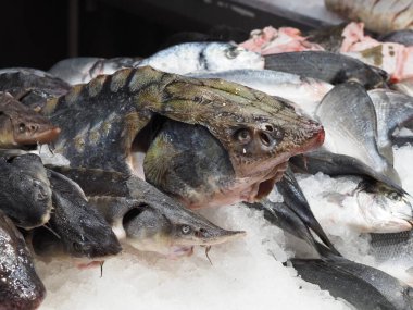 Kafasında büyük ve küçük mersin balıklarıyla tezgahın üzerinde.