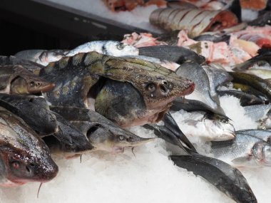 Kafasında büyük ve küçük mersin balıklarıyla tezgahın üzerinde.