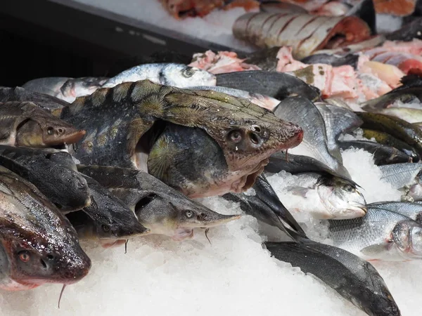 Kafasında büyük ve küçük mersin balıklarıyla tezgahın üzerinde.