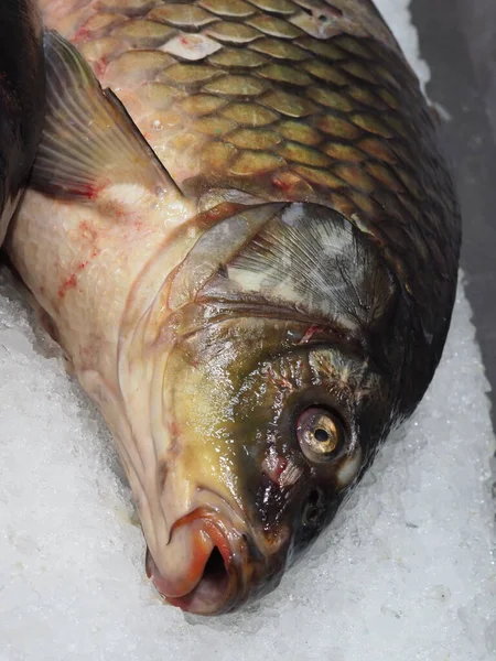 Ikan Mas Yang Baru Ditangkap Atas Konter Toko — Stok Foto
