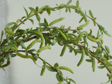 Tanrı 'nın Kudüs' e girişi şöleninde yaprak ve tomurcuklarla kutsanmış söğüt dalları.)