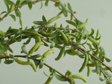 Tanrı 'nın Kudüs' e girişi şöleninde yaprak ve tomurcuklarla kutsanmış söğüt dalları.)
