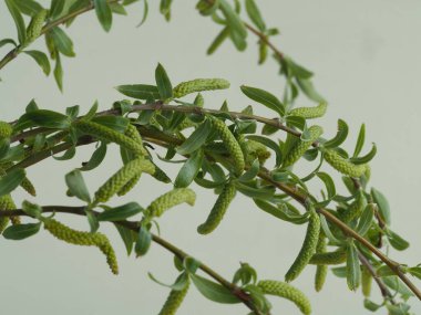 Tanrı 'nın Kudüs' e girişi şöleninde yaprak ve tomurcuklarla kutsanmış söğüt dalları.)