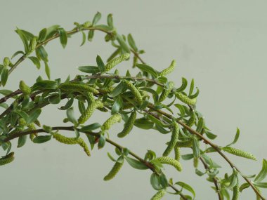 Tanrı 'nın Kudüs' e girişi şöleninde yaprak ve tomurcuklarla kutsanmış söğüt dalları.)