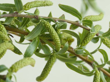 Tanrı 'nın Kudüs' e girişi şöleninde yaprak ve tomurcuklarla kutsanmış söğüt dalları.)