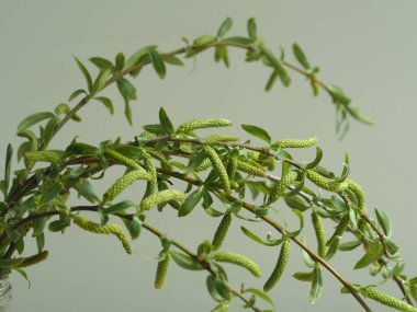 Tanrı 'nın Kudüs' e girişi şöleninde yaprak ve tomurcuklarla kutsanmış söğüt dalları.)