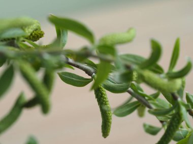 Tanrı 'nın Kudüs' e girişi şöleninde yaprak ve tomurcuklarla kutsanmış söğüt dalları.)