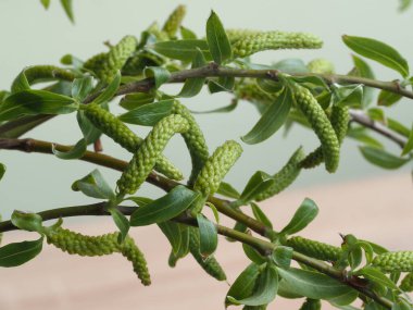 Tanrı 'nın Kudüs' e girişi şöleninde yaprak ve tomurcuklarla kutsanmış söğüt dalları.)
