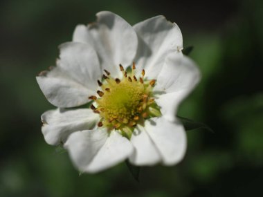 Çiçek açan çilek çiçeği. Yaklaş.